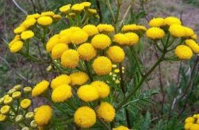 Enemy from Tansy