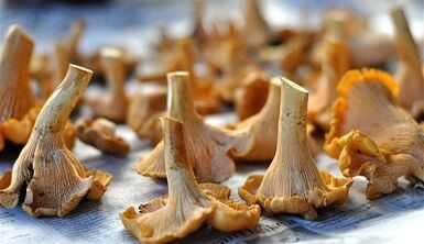 Canteles mushrooms to remove parasites from the body