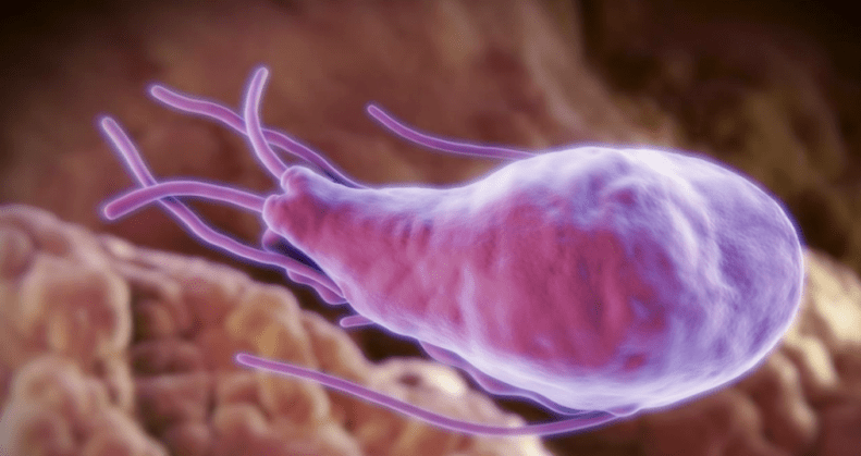 Alveococcus and echinococcus