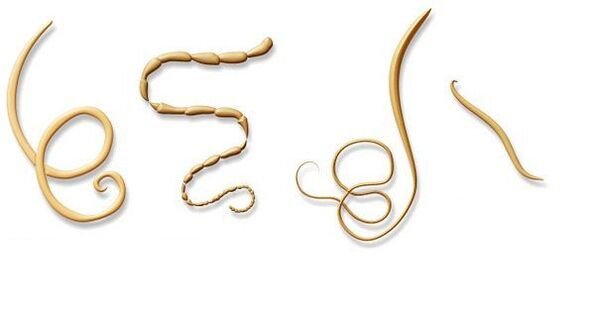 different types of parasites in the body