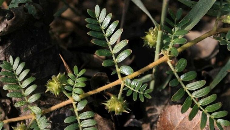 The tribulus helps to effectively remove parasites from the body