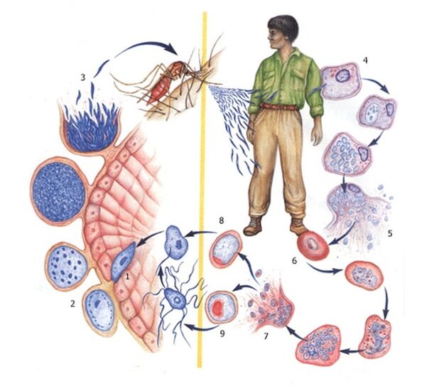 the ways in which the simplest parasites multiply