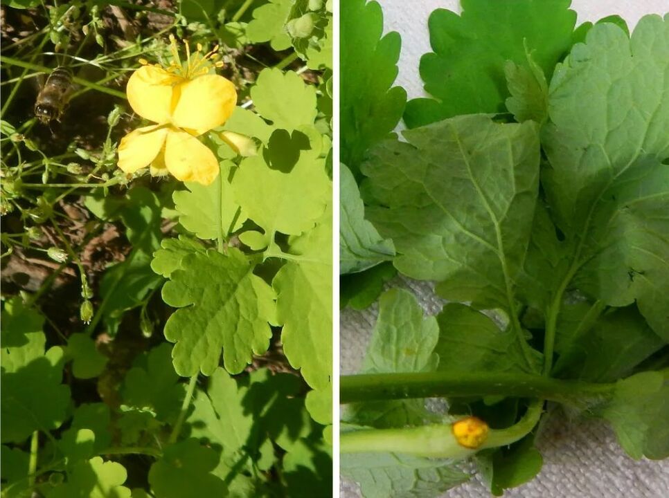 against celandine parasites