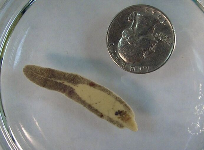 Fluke is the size of a coin